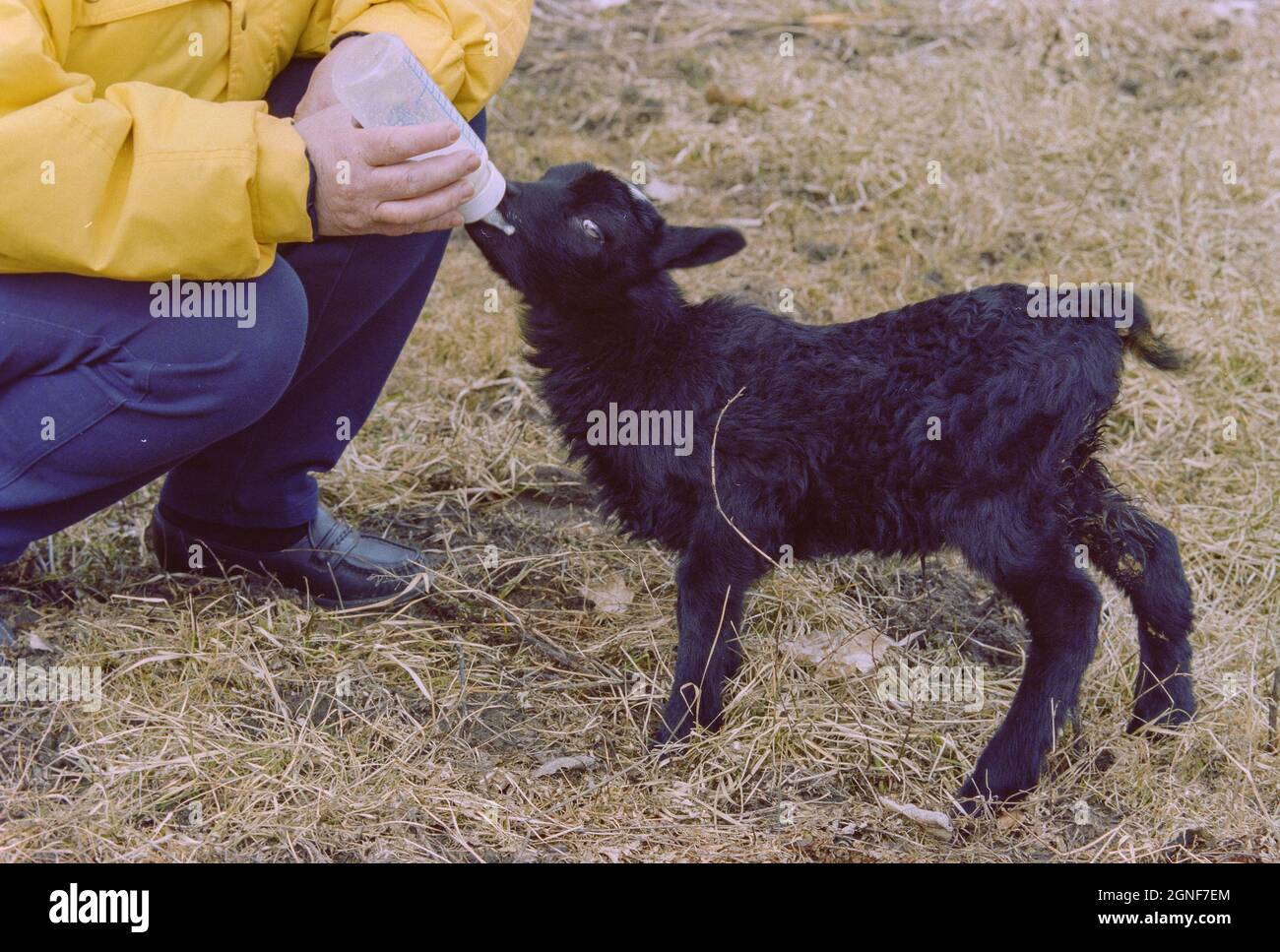 Ein junges schwarzes Lamm, das von Hand in die Flasche gespeist wird, weil seine Mutter nicht genug Milch produzieren kann, um es am Leben zu erhalten. Stockfoto