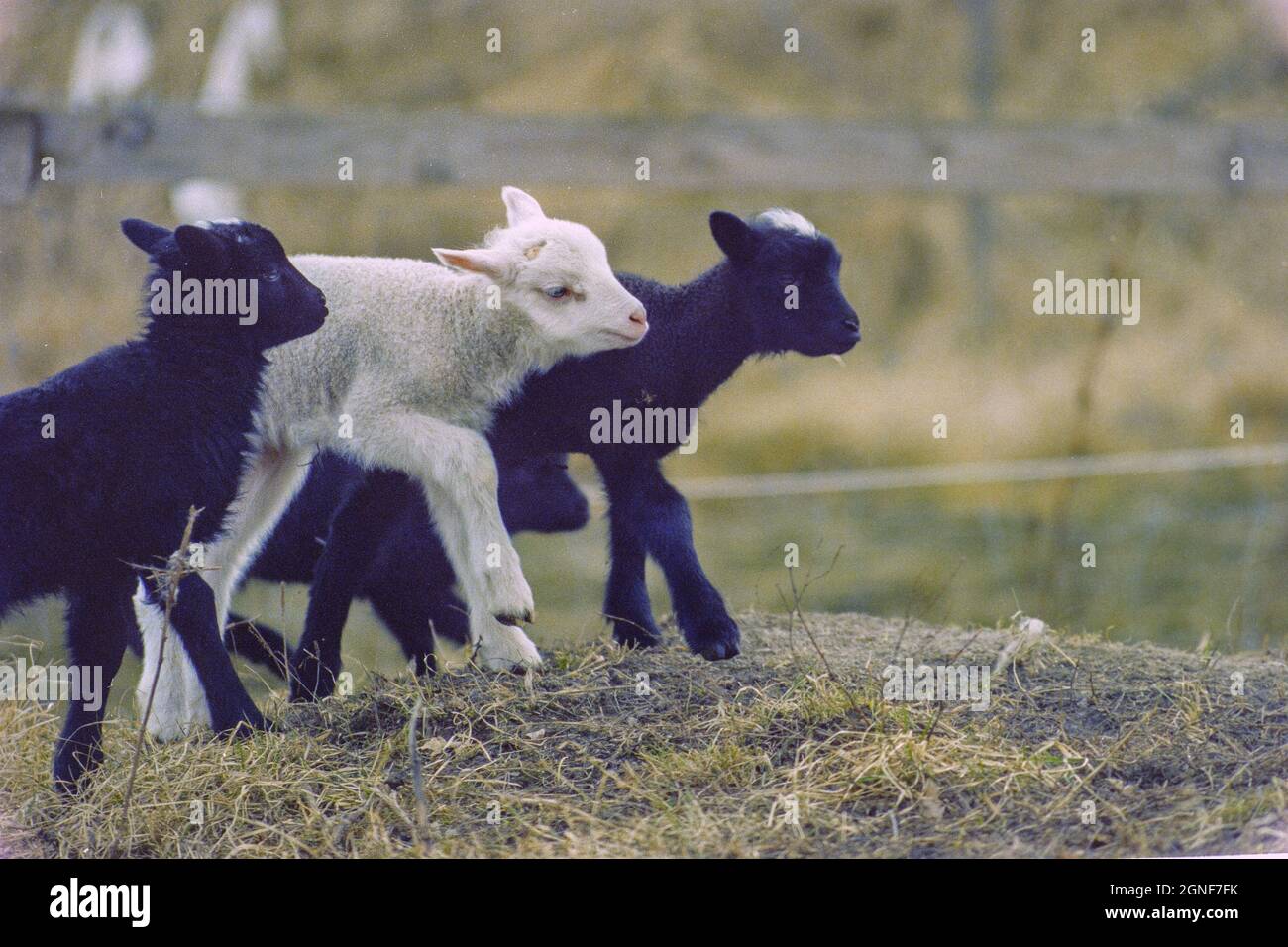 Eine Gruppe von Neugeborenen Lämmer, Schwarz und Weiß in einem Feld auf einem Bauernhof im Frühling Stockfoto