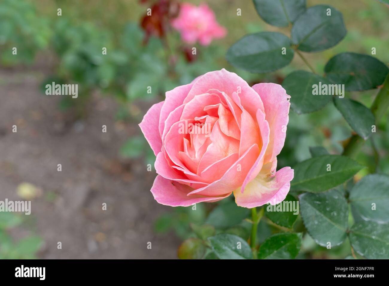 Nahaufnahme einer Charlotte Brownell Rose Blume. Kanada Stockfoto