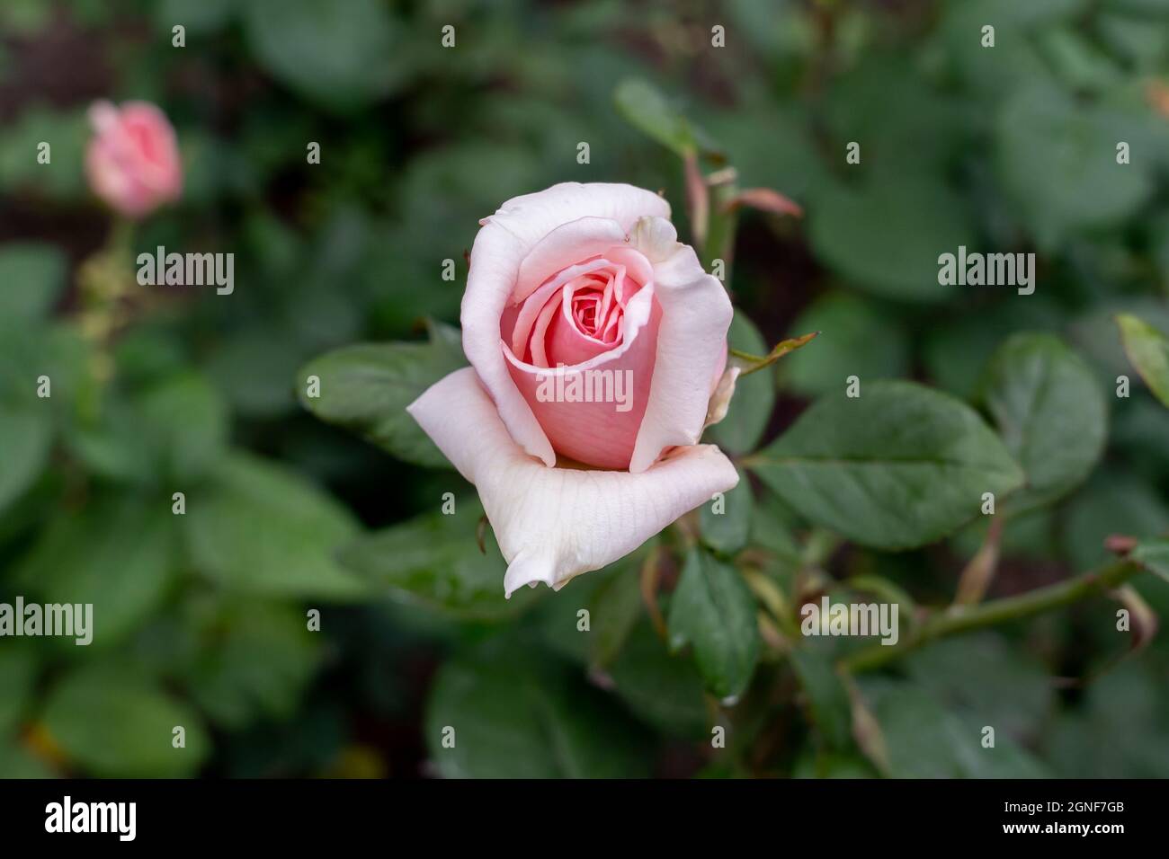 Nahaufnahme von Fernand Gignac Rosenblume im Garten. Kanada Stockfoto