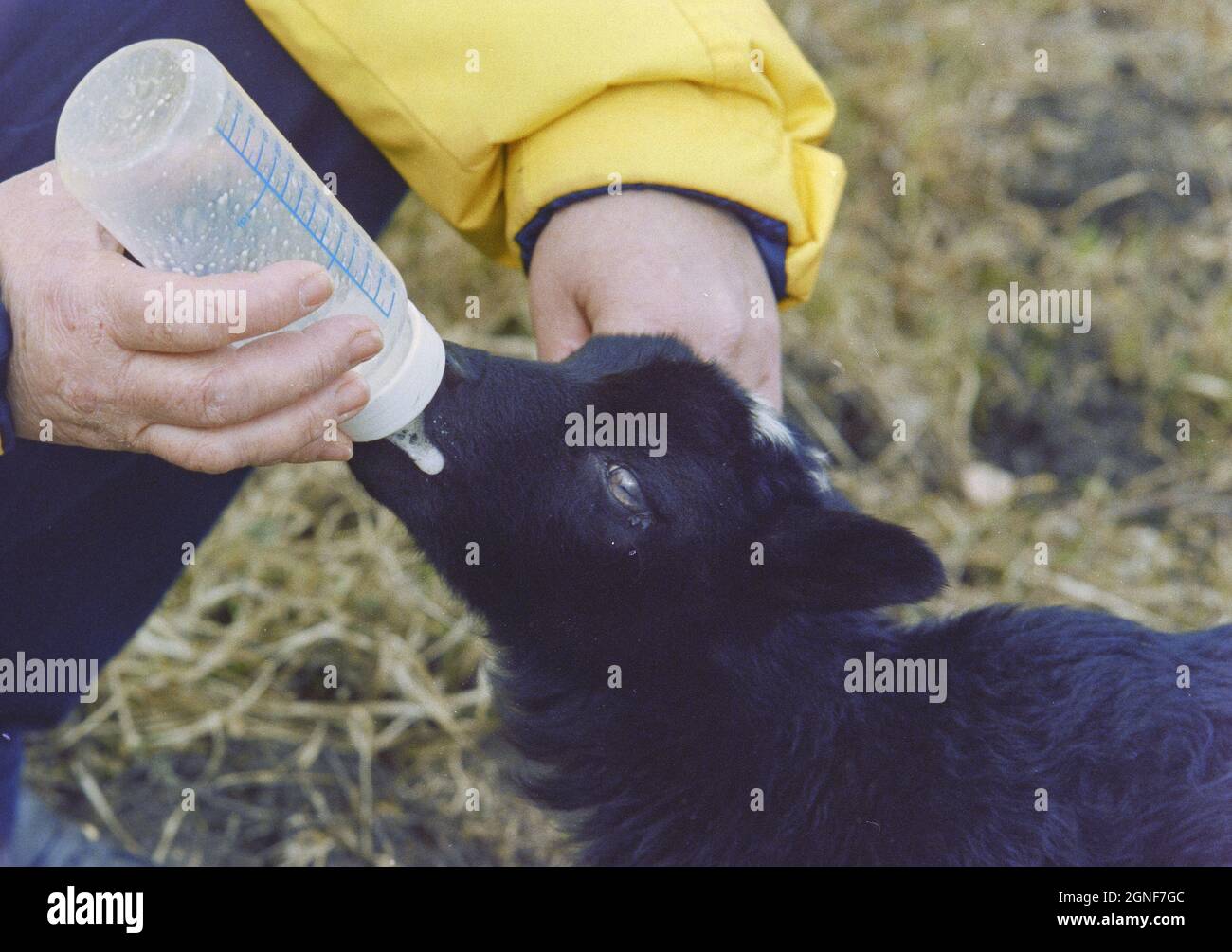 Ein junges schwarzes Lamm, das von Hand in die Flasche gespeist wird, weil seine Mutter nicht genug Milch produzieren kann, um es am Leben zu erhalten. Stockfoto
