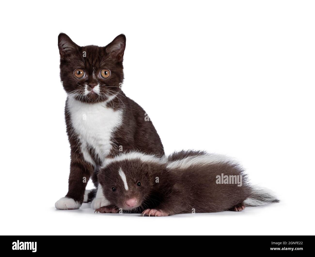 Bemerkenswertes Duo aus braunem und weißem britischen Shothair-Katzenkätzchen und Skunk. Beide blicken auf die Kamera. Isoliert auf weißem Hintergrund. Stockfoto