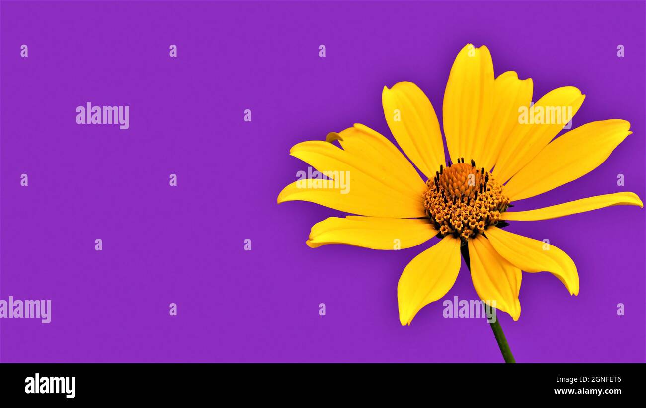 Nahaufnahme einer gelben Ochsenblumenblume, die ausgeschnitten wurde, und ein massiver violetter Hintergrund sorgen für ein kontrastierendes Farbthema. Stockfoto