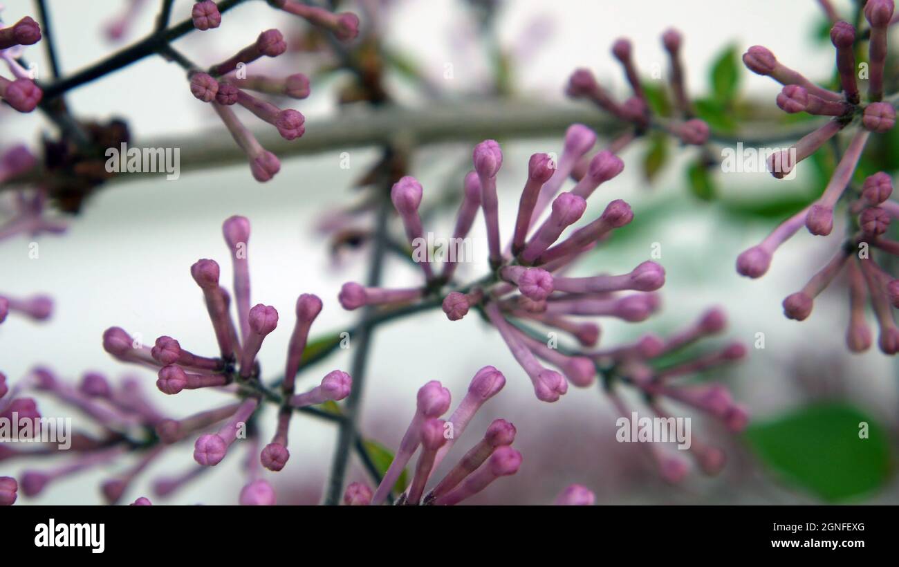 Nahaufnahme der purpurnen Blütenknospen auf einem lila Strauch, der sich zum Öffnen bereit gemacht hat. Stockfoto