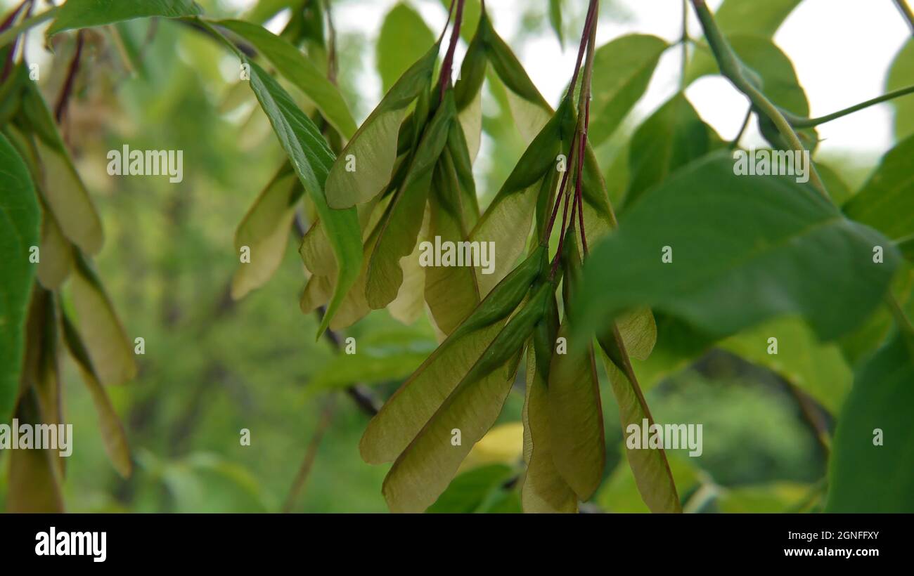 Nahaufnahme der geflügelten Samenschoten auf einem im Wald wachsenden Baum mit Holzhacken. Stockfoto