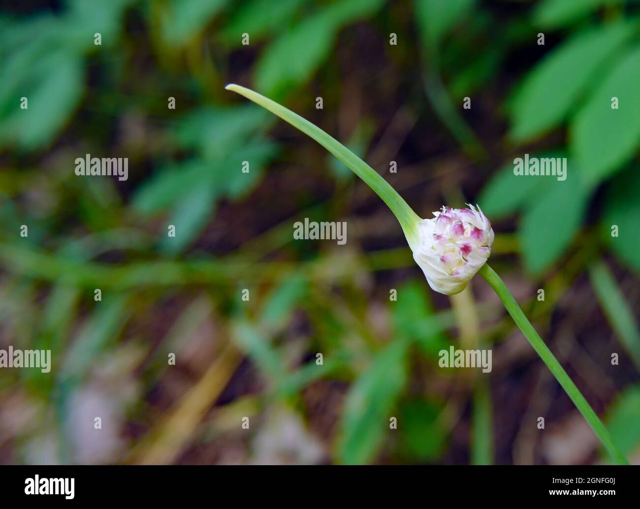 Nahaufnahme einer im Wald wachsenden Bärlauch-Pflanze mit verschwommener Vegetation im Hintergrund. Stockfoto