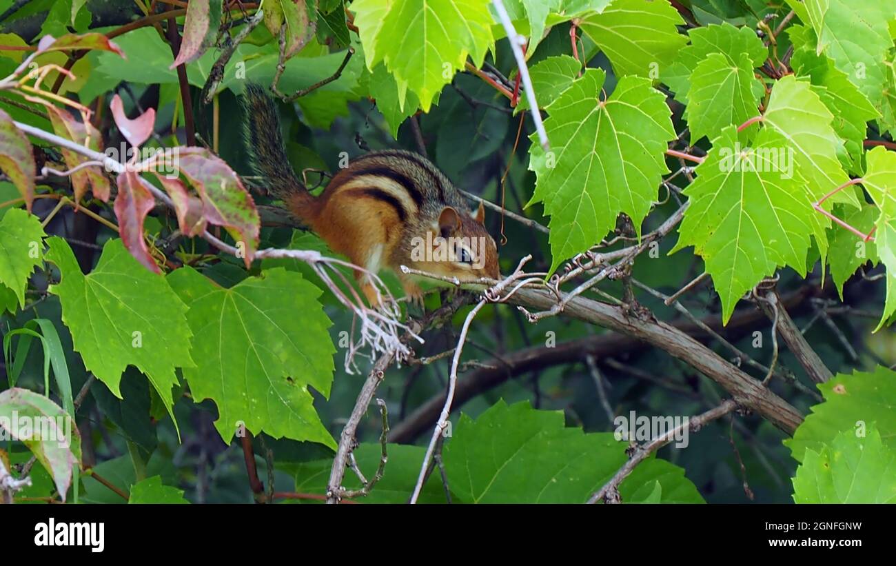 OLYMPUS DIGITALKAMERA - Nahaufnahme eines Chipmunks, der in einem Baum sitzt, der im Wald nach Nahrung futteriert. Stockfoto