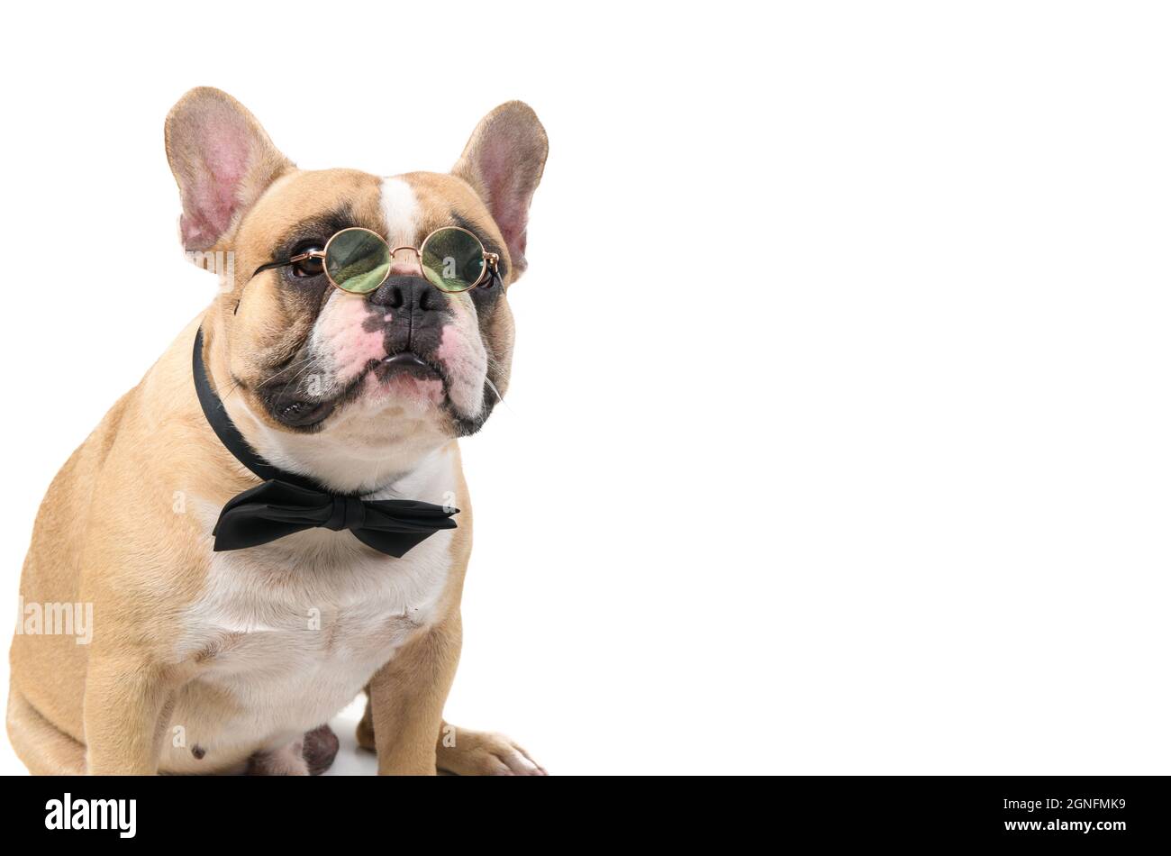 Niedliche französische Bulldogge tragen eine Brille mit schwarzer Fliege und betrachten die Kamera isoliert auf weißem Hintergrund, Haustier- und Tierkonzept Stockfoto