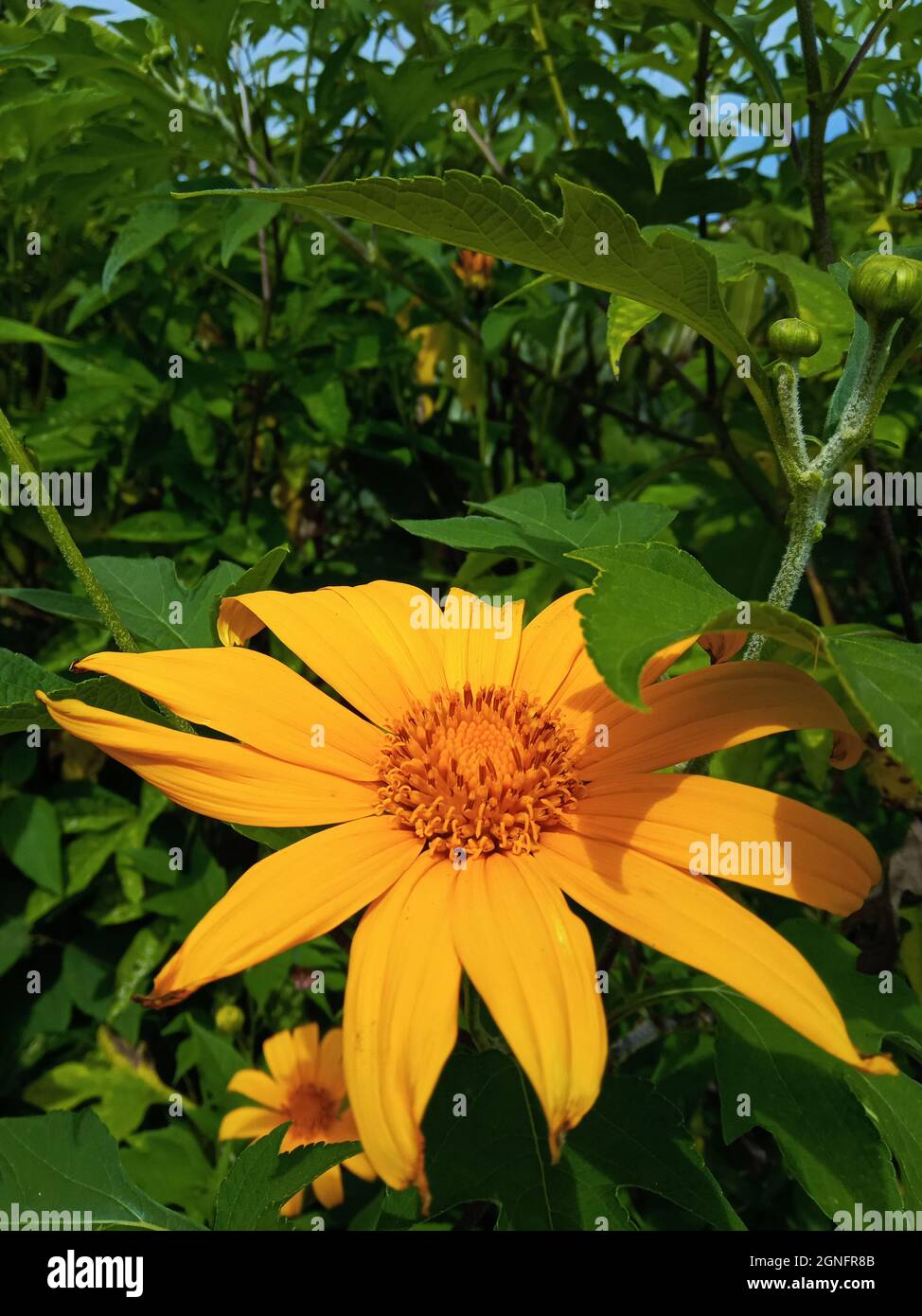 Gelbe Sonnenblume auf grünem Blatt Hintergrund Stockfoto