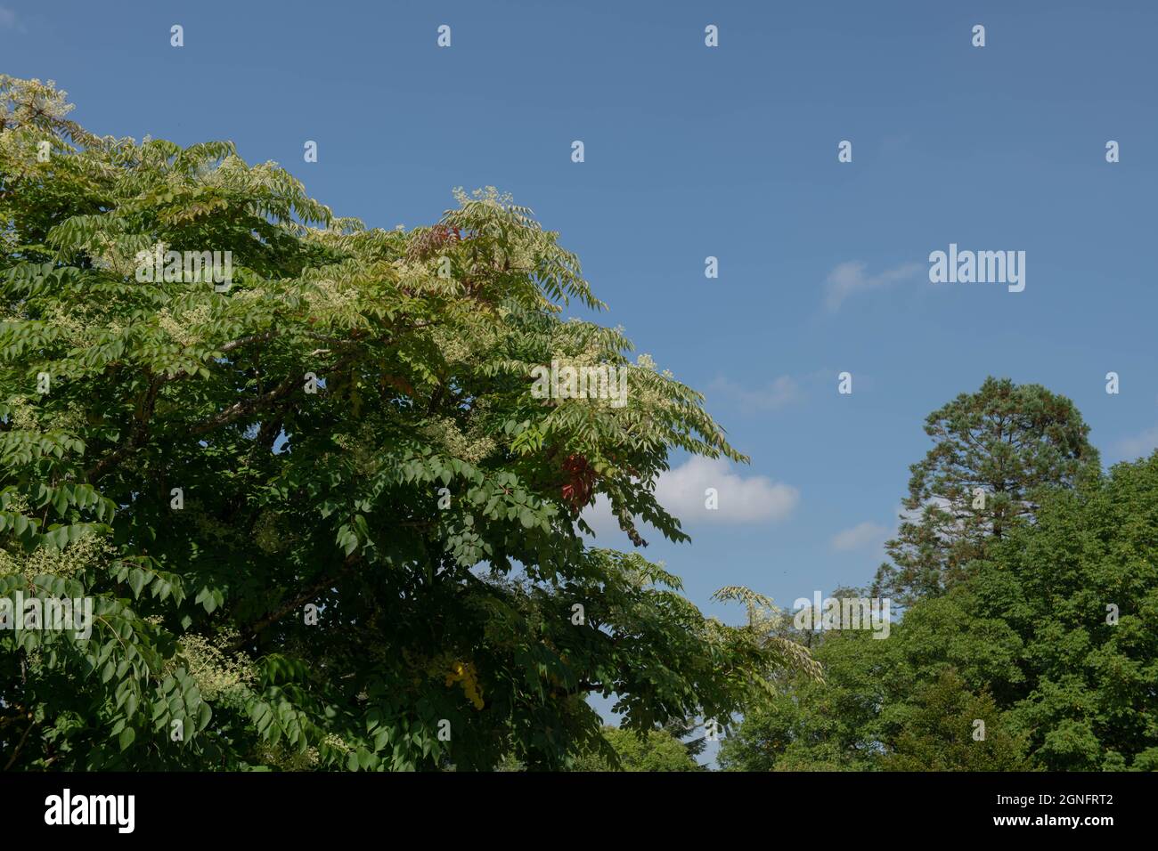 Üppige Sommer-grüne Blätter und weiße Blumen auf einem chinesischen Angelica-Baum (Aralia chinensis), der in einem Landhausgarten mit hellblauem Himmel wächst Stockfoto