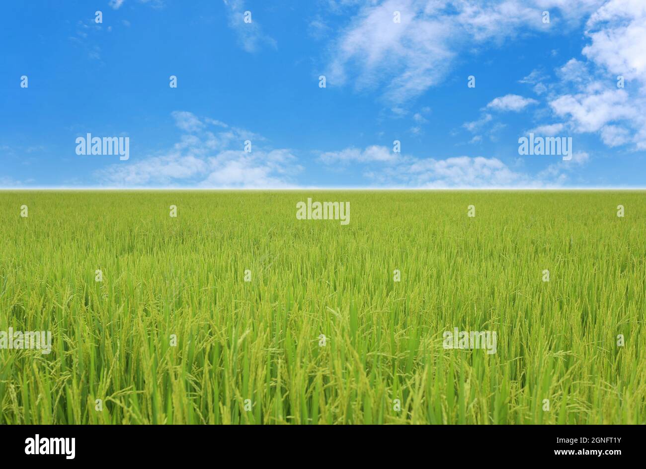 Blick auf Reisfeld am Tag, landwirtschaftliche Gebiete von Thailand. Stockfoto