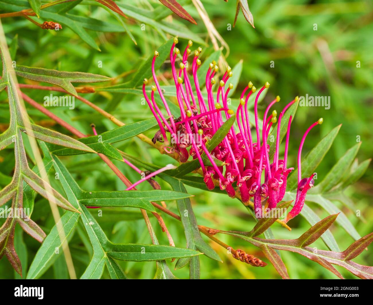 Ein einziger Spray von tiefrosa Blüten des immergrünen australischen Bodenbedeckungsstrauch, Grevillea ‘Bronze Rambler' Stockfoto