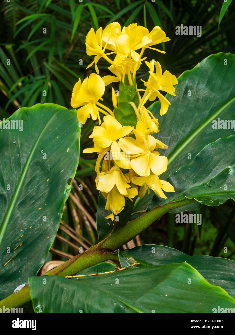 Gelbe Blüten im Herbstspieß des winterharten Ingwers Hedychium wardii Stockfoto