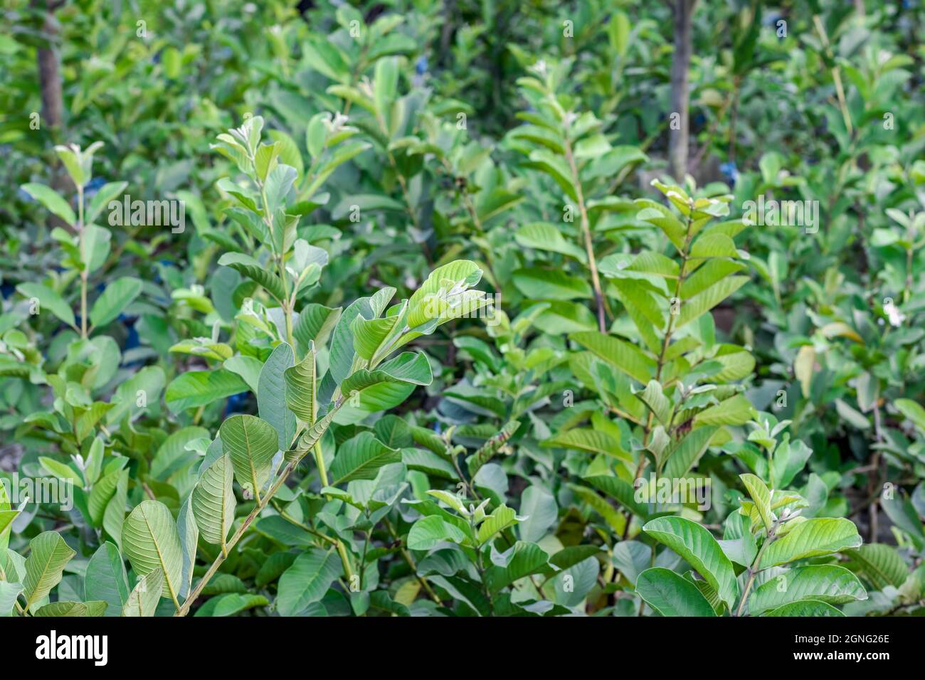 Frische, gesunde Guava-Zweige, die in einem landwirtschaftlichen Betrieb wachsen, sind Nahaufnahmen mit selektivem Fokus Stockfoto