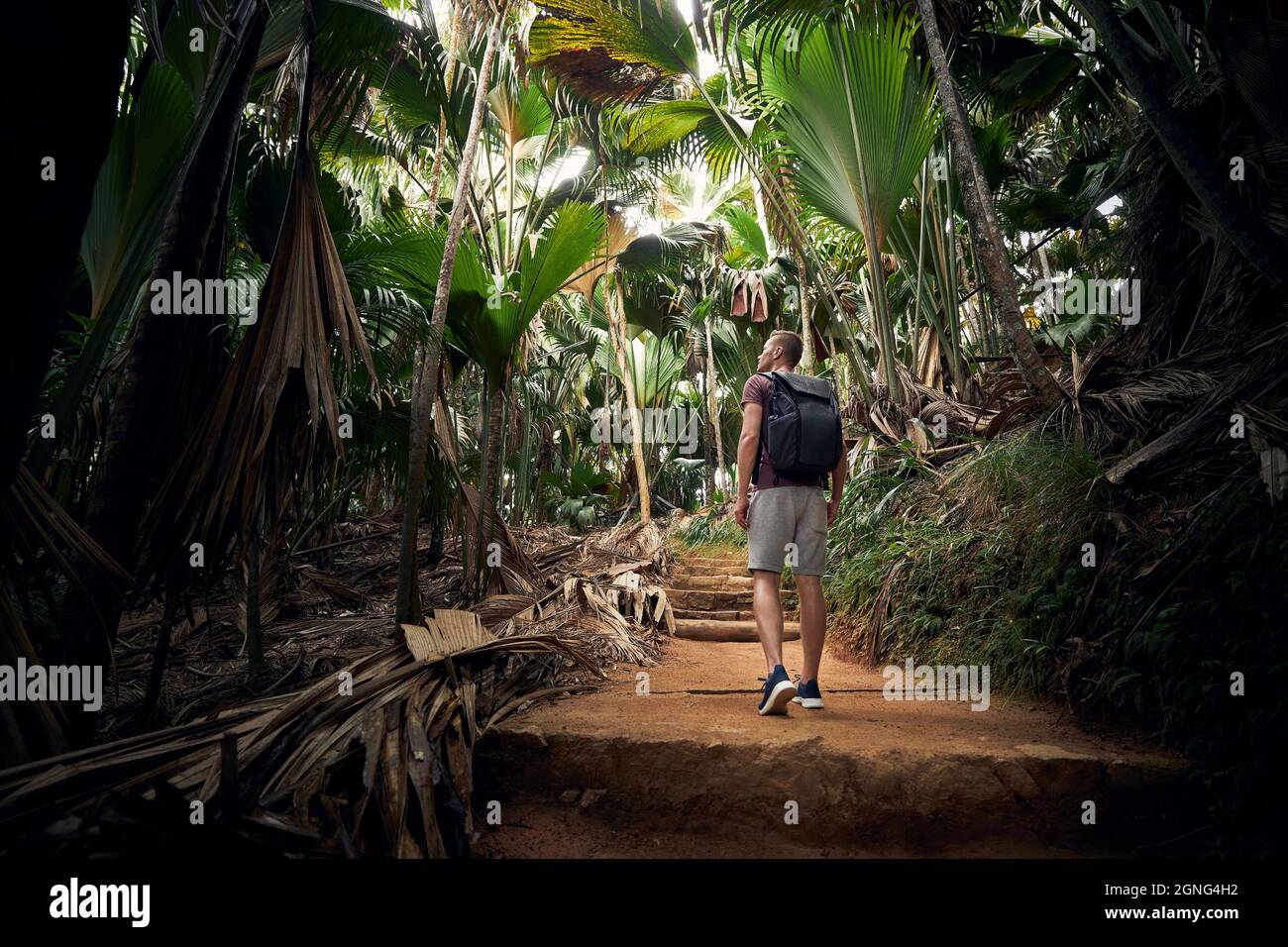 Junger Mann mit Rucksack entdeckt Dschungel. Reisende in tropischen Regenwald auf den Seychellen. Stockfoto