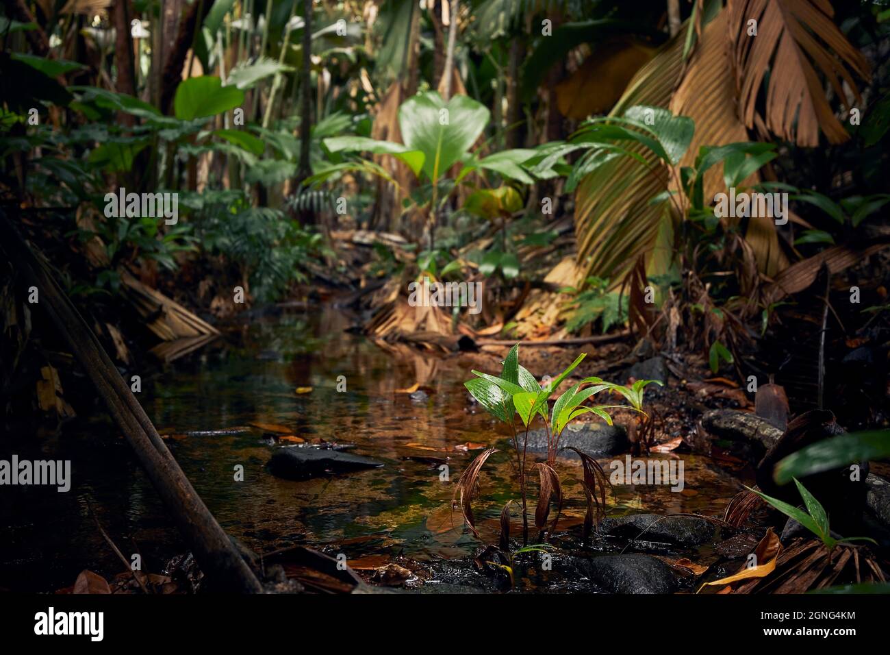 Strom mitten im Dschungel. Tropischer Regenwald auf den Seychellen. Stockfoto