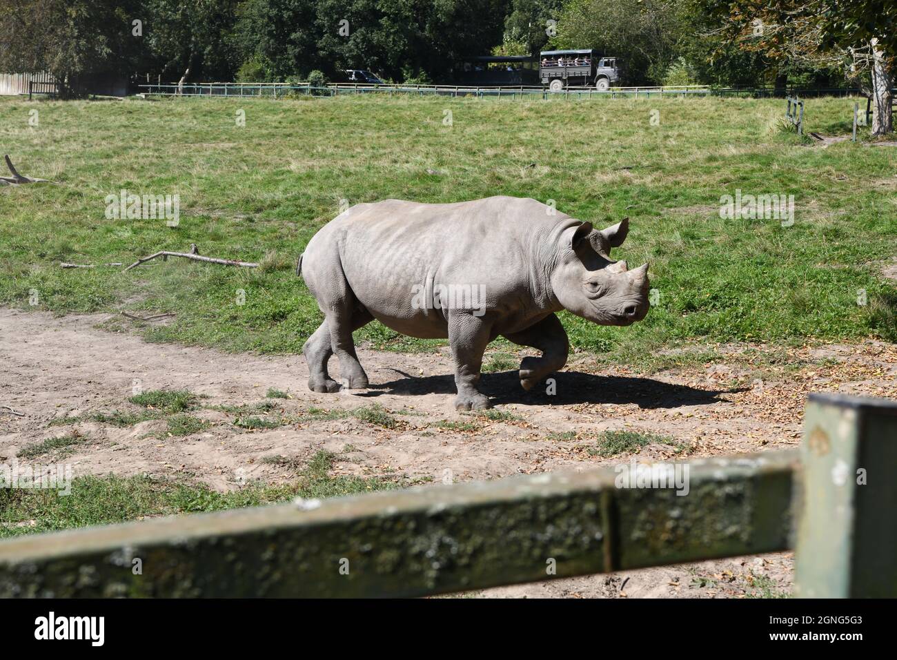 Nashorn aus dem Osten im Port Lympne Animal Reserve, Kent, Großbritannien Stockfoto