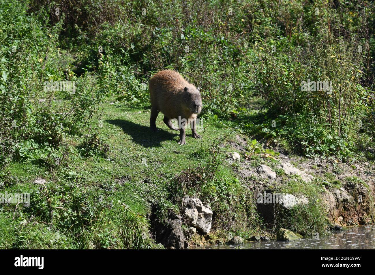 Capybara schwimmen Fotos und Bildmaterial in hoher Auflösung Seite