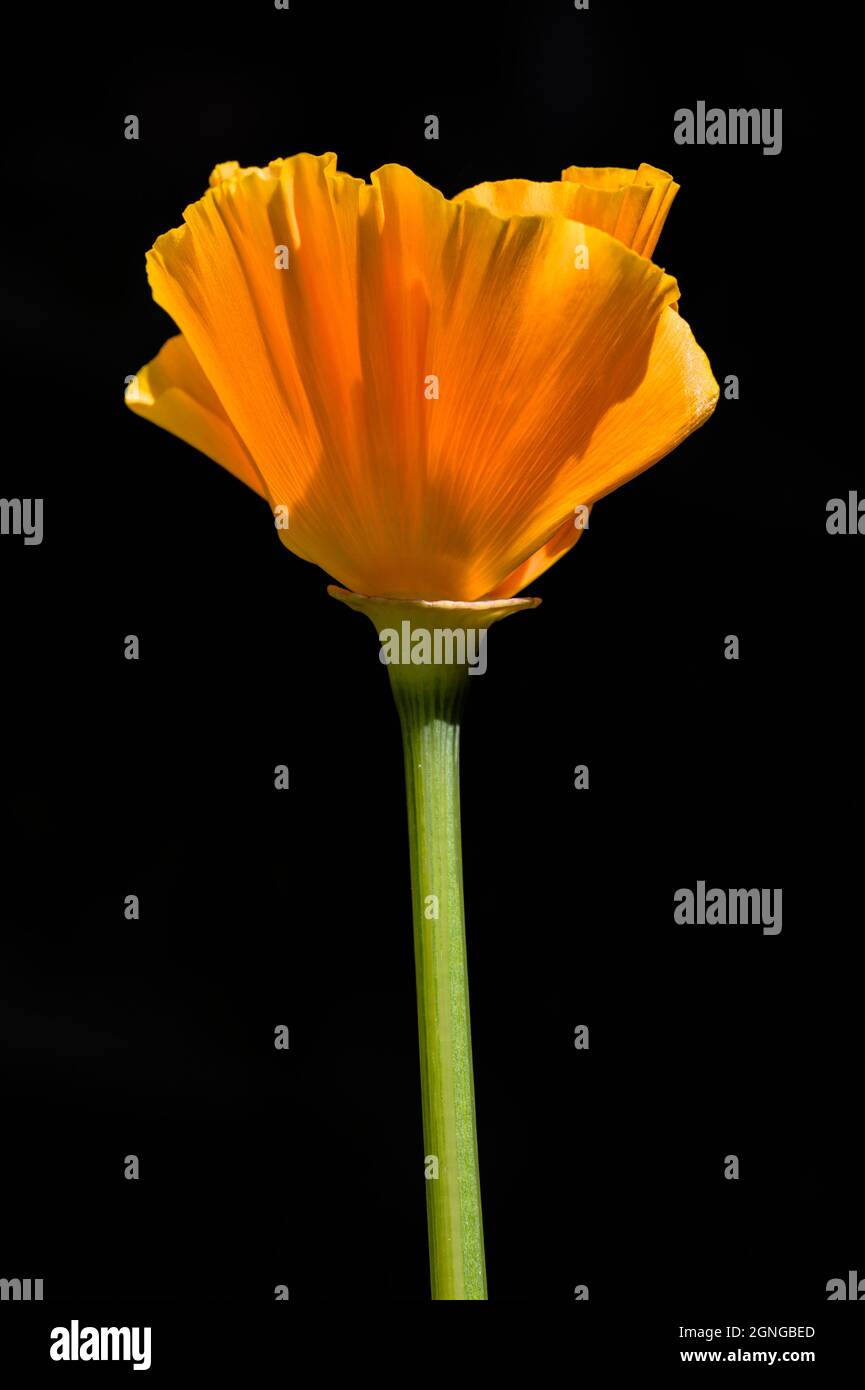 Single California Poppy Flower, Eschschscholzia Californica, Backlit und isoliert vor Schwarzem Hintergrund Großbritannien Stockfoto