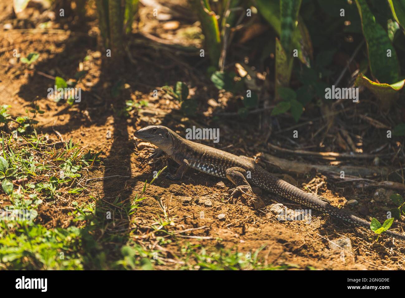 Nahaufnahme Puerto Rican Boden Lizard Ameiva Exsul im Halbschatten Stockfoto