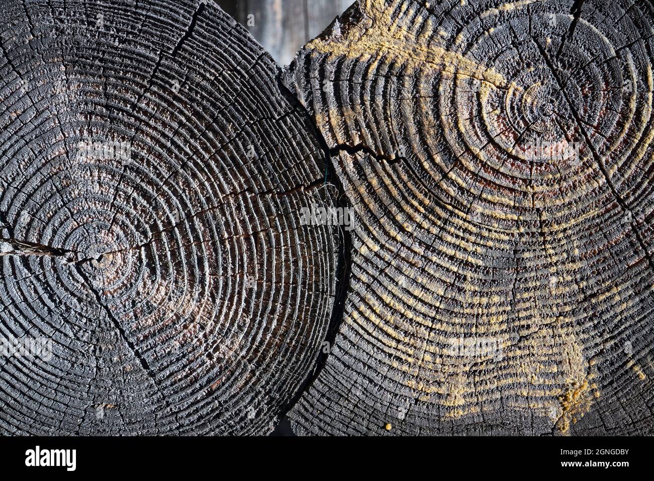 Verkohltes, altes Holz gebranntes Baumstumpf-Stück. Selektiver Fokus verbrannten harzigen Holz glühende Textur der rauen Oberfläche gefällten Baum mit jährlichen verwittert Stockfoto