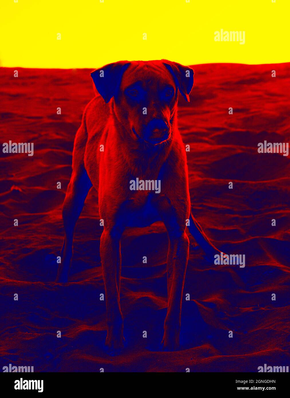 Portraits von Hunden. Scannen der Körpertemperatur des Tieres mit einer Wärmebildkamera Stockfoto