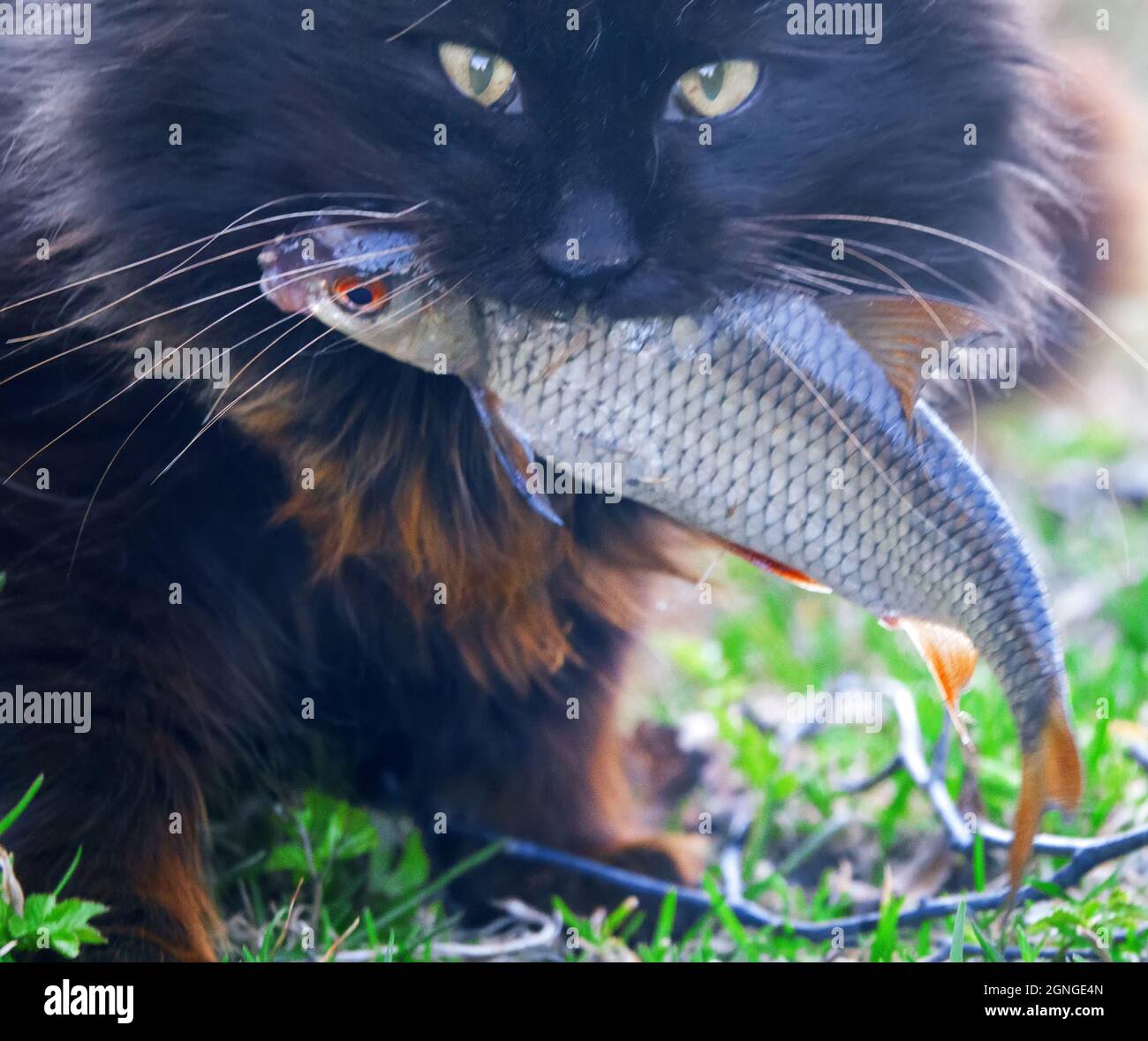 Diebischer Katzenfisch. Eine wildäugige schwarze Katze aus dem Dorf hat  Kakerlake gestohlen und schleppt sie in ihr Tal, wo sie Beute isst  Stockfotografie - Alamy