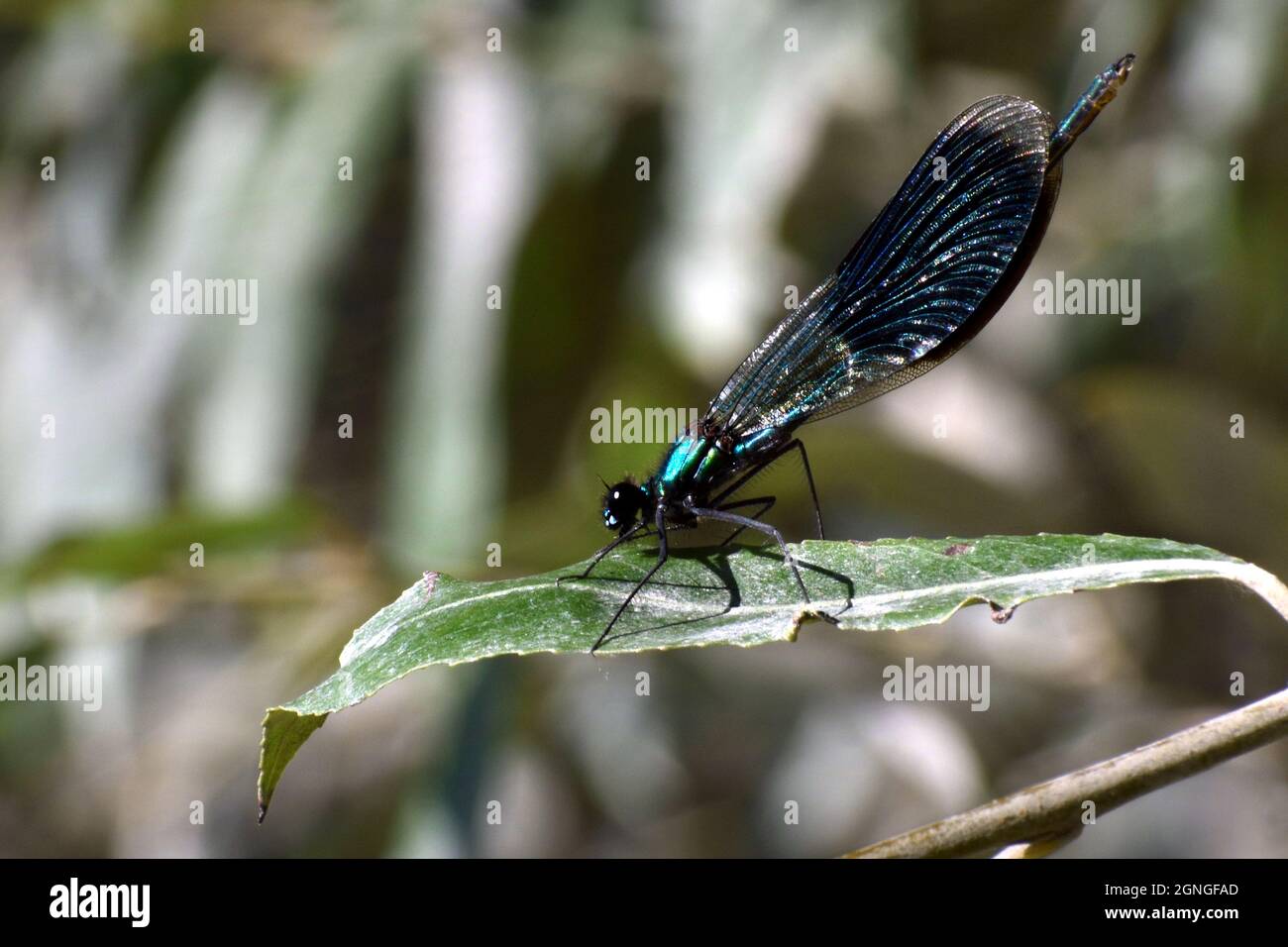 Metallisch blaue Damselfliege auf einem Blatt in der Nähe des Flusses Donau, Slowakei Stockfoto