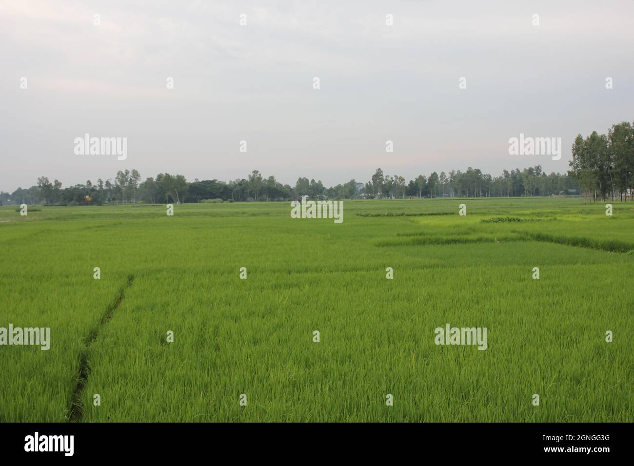 Paddy Field von Bangladesch Stockfoto