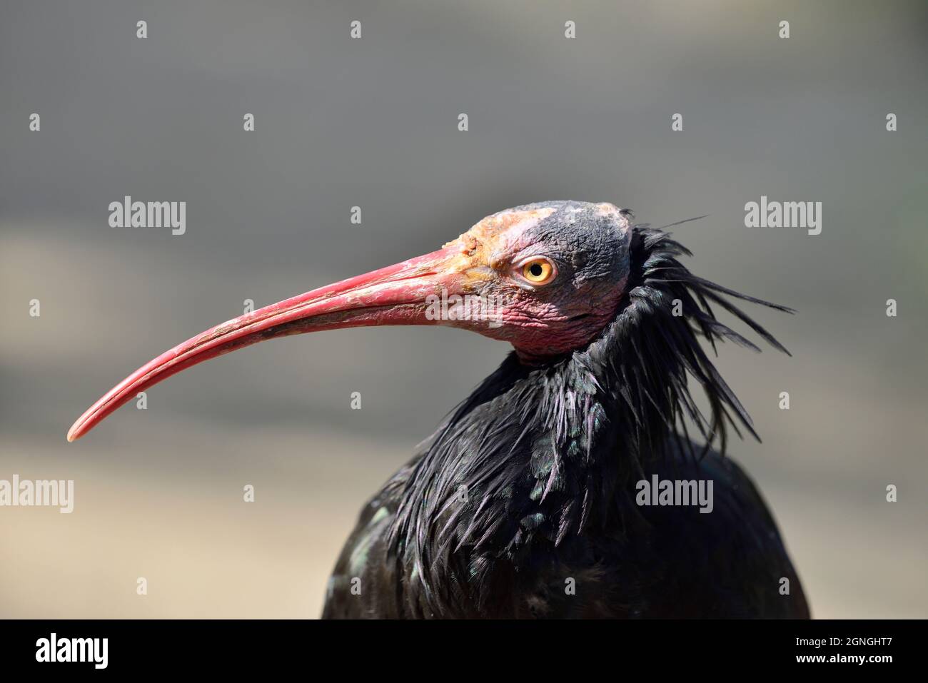 Wien, Österreich. Tiergarten Schönbrunn in Wien. Nördlicher Weißkopfeier, Eremiteneier oder Weißkopfeier (Geronticus eremita) Stockfoto