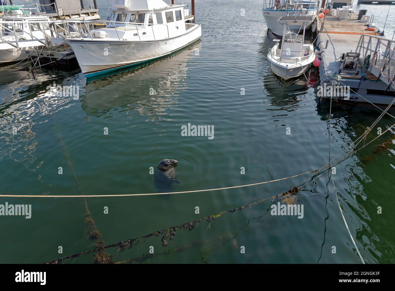 Hungrige Hafenrobbe, die in Provincetown, Massachusetts MacMillan Harbour, ihren Kopf über Wasser festklebt. Stockfoto