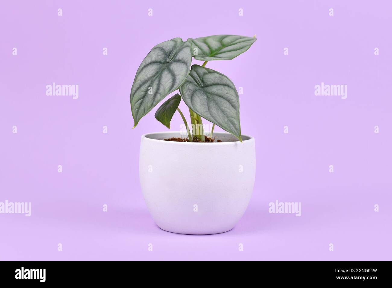 Exotische Zimmerpflanze 'Arocasia Baginda Silver Dragon' in Topf auf violettem Hintergrund Stockfoto