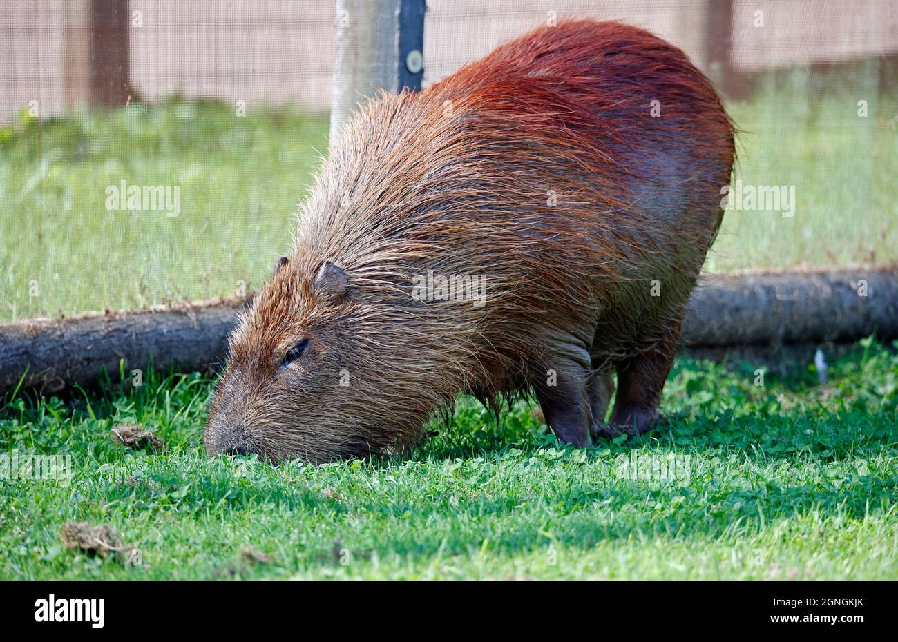 Capybara grasen das Gras in einem Wildpark Stockfoto