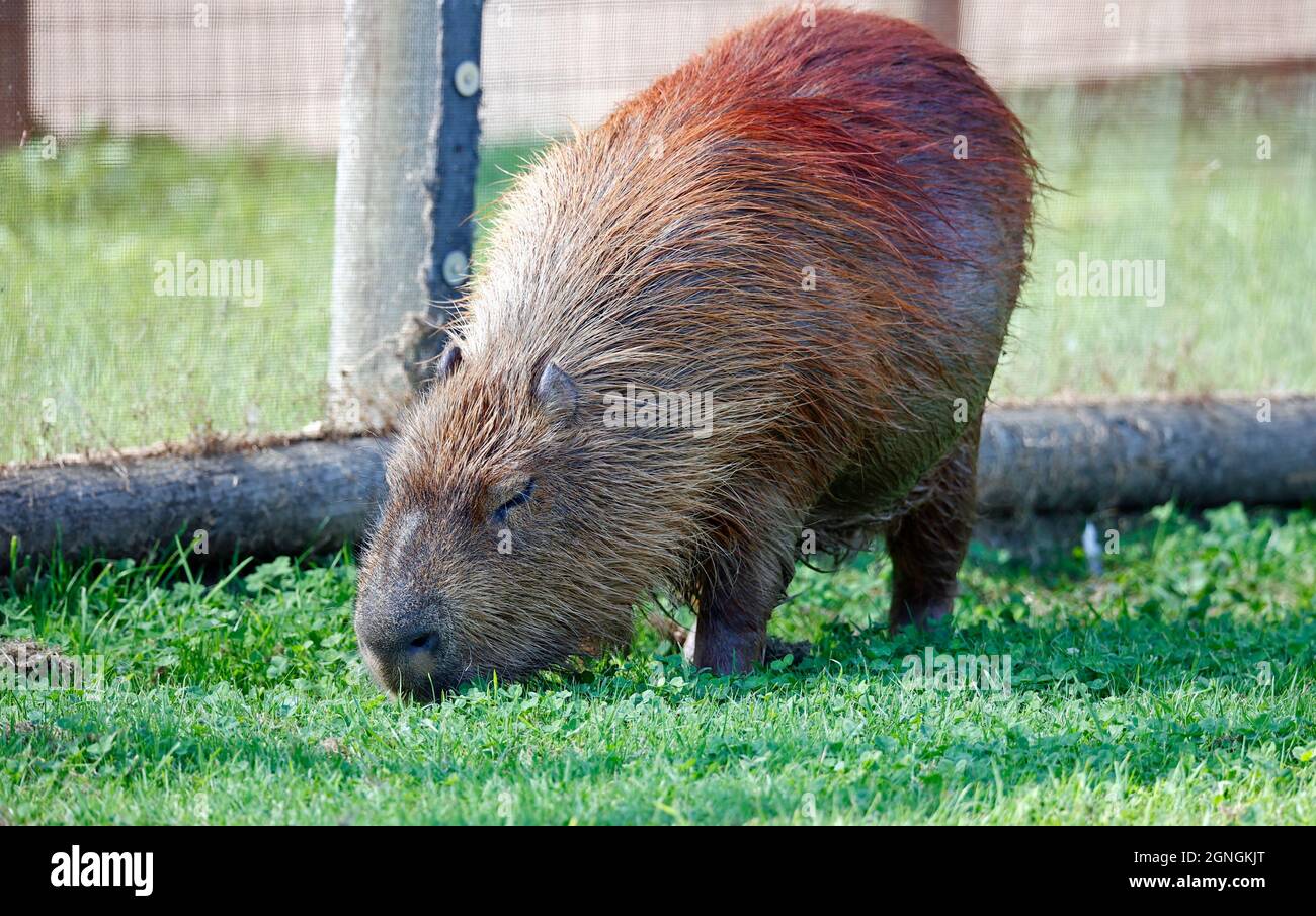 Capybara grasen das Gras in einem Wildpark Stockfoto