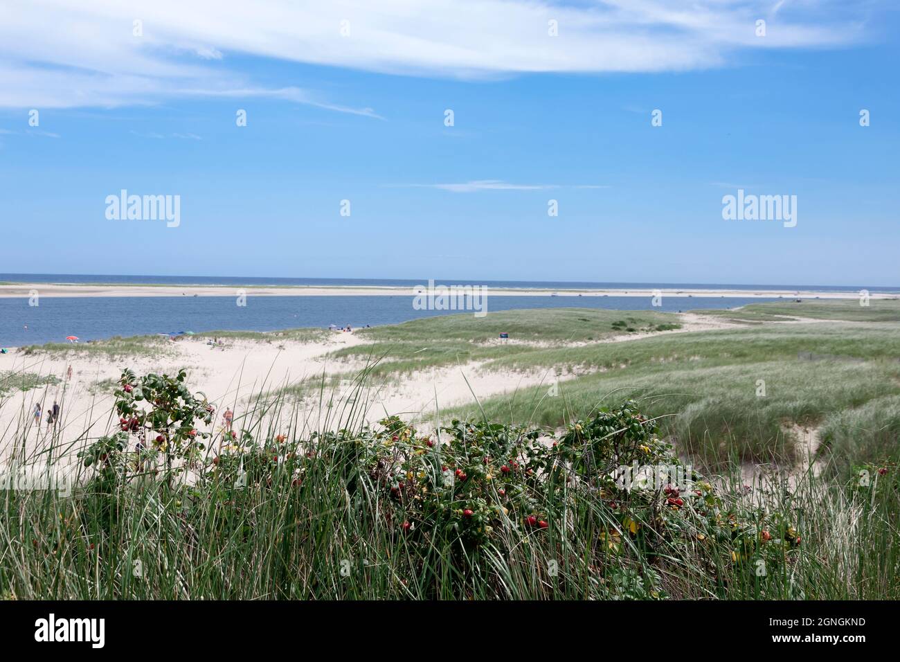 Hagebutten wachsen auf den Küstendünen von Chatham (Cape Cod) Massachusetts. Stockfoto