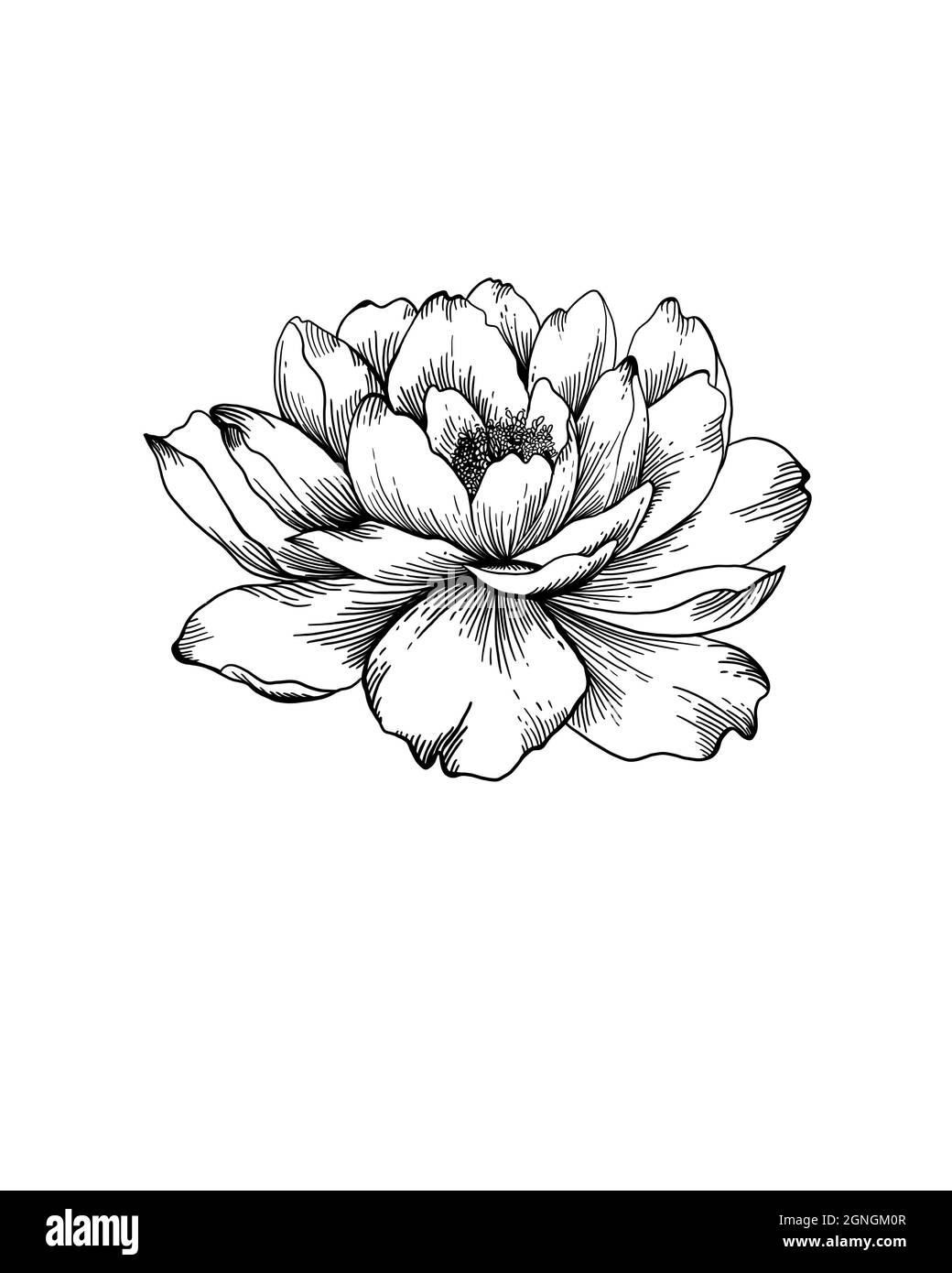 Wildflower Pfingstrose Blume in einem Stil isoliert. Vollständiger Name der Pflanze: Pfingstrose. Wildblume für Hintergrund, Textur, Wrapper-Muster, Rahmen oder Rahmen. Stockfoto