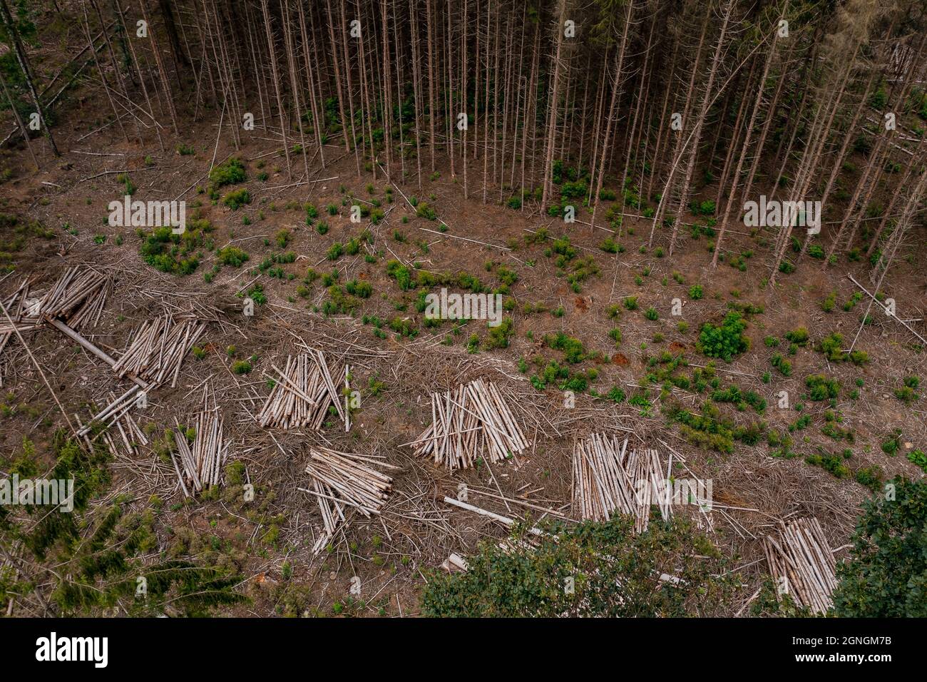 Waldschäden und klare Abtrennung eines weitgehend toten Waldes im Herzen Europas Stockfoto