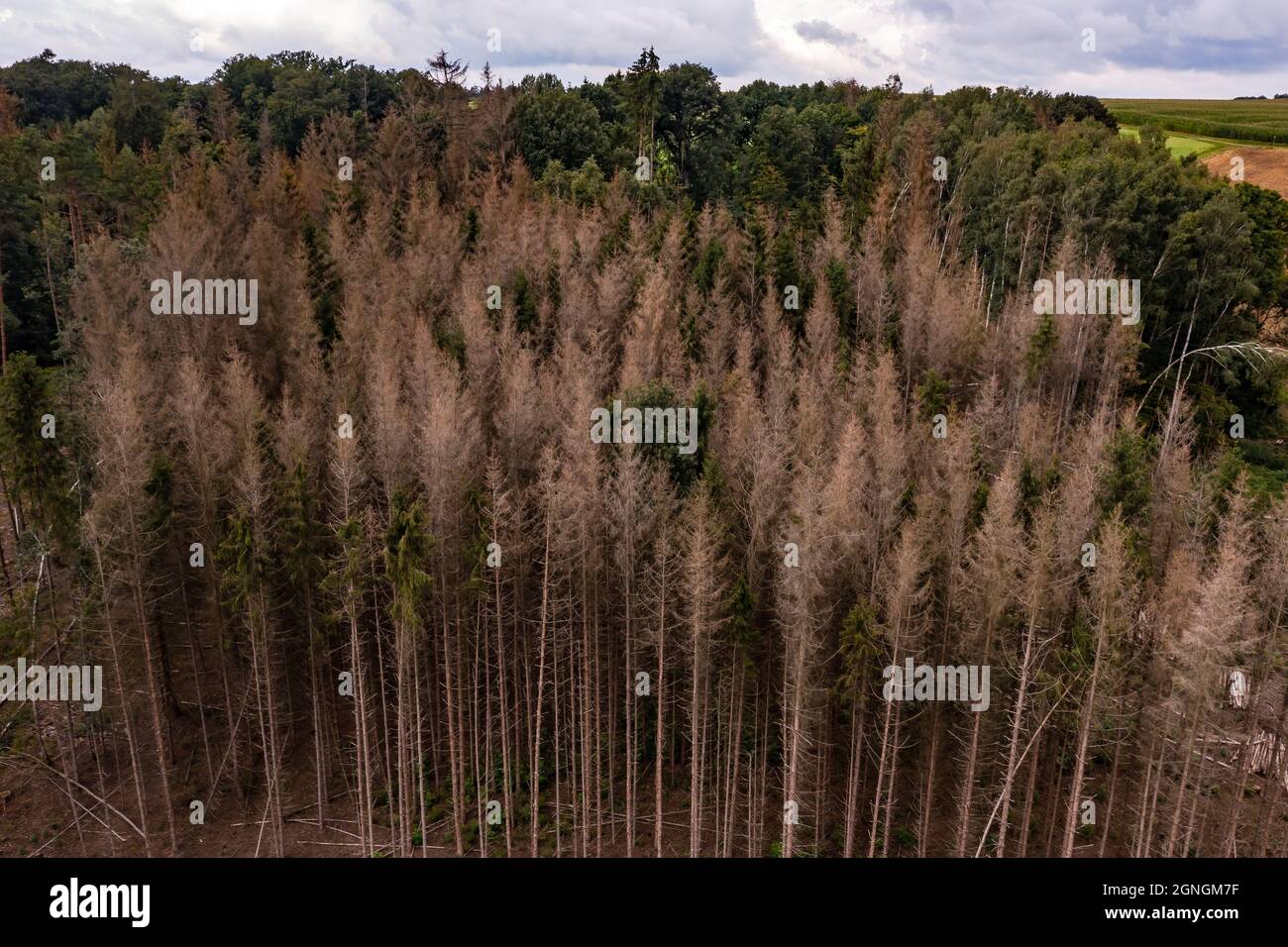 Ein Luftbild von kranken Nadelbäumen im deutschen Wald ist ein Zeichen des Klimawandels Stockfoto