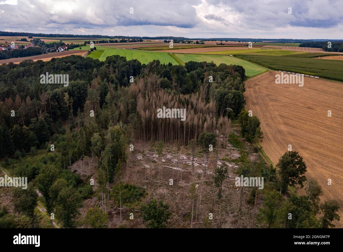 Luftaufnahme einzelner kranker Bäume zeigt den Waldverfall in Deutschland Stockfoto