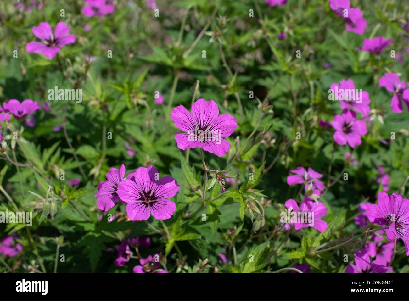 Winterharte geranien Fotos und Bildmaterial in hoher Auflösung Alamy