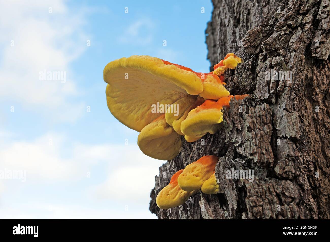 Laetiporus sulfureus (Schwefel polypore) ist eine Pflanzenart aus der Gattung der Halterung Pilz in Europa und Nordamerika gefunden. Es können parasitäre werden. Stockfoto