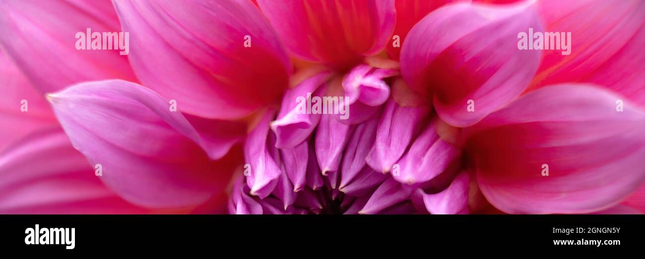 Nahaufnahme der Blume von Dahlia 'Arthur Hambley' im Panoramaformat Stockfoto