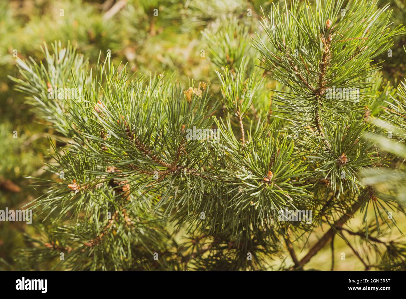 Junge Kiefernknospen im Frühling. Pinus sylvestris, pinus nigra, Bergkiefer. Pinus Baum an einem sonnigen Frühlingstag Stockfoto