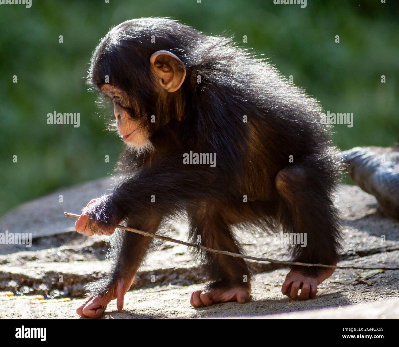Liebenswert Baby Schimpansen spielen mit einem Stock Stockfoto