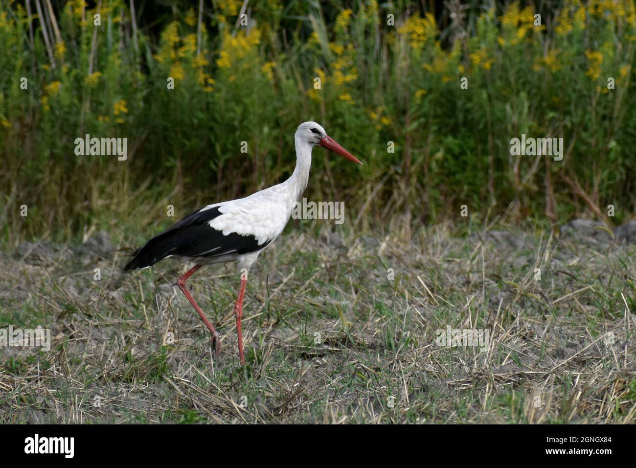 Weißstorch spazieren im Spätsommer Stockfoto
