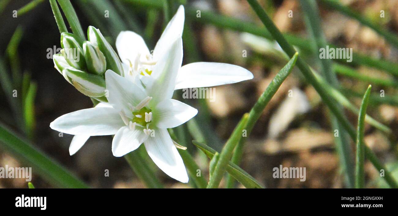 Nahaufnahme Ornithogalum umbellatum, der Gartenstern von Bethlehem, Graslilie oder Elf-Uhr-Dame, eine Art der Gattung Ornithogalum. Stockfoto