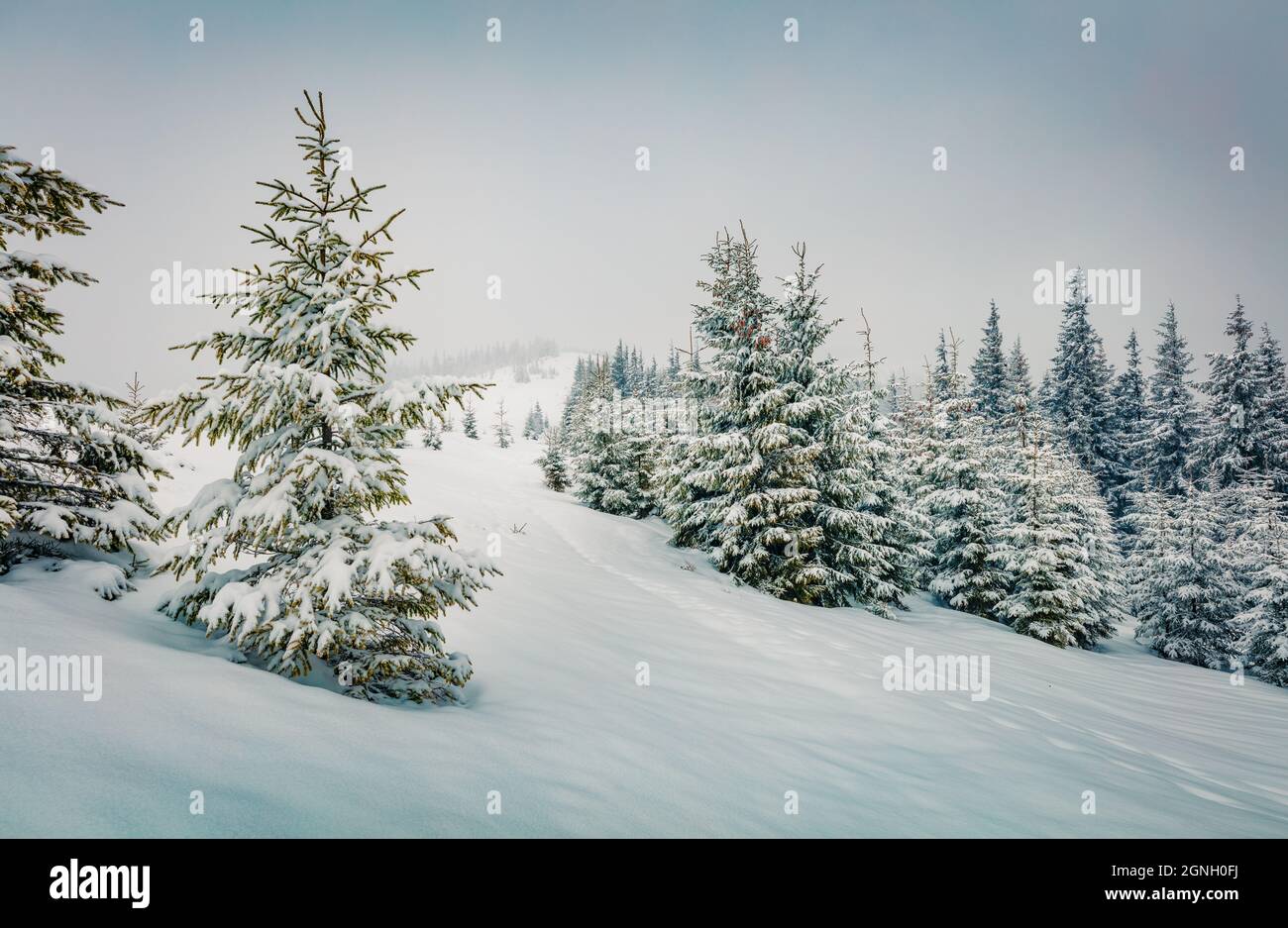 Wunderbare Winteransicht des Bergwaldes mit schneebedeckten Tannenbäumen. Retro-Stil Szene der Karpaten Berge. Schönheit der Natur Konzept Hintergrund. Stockfoto