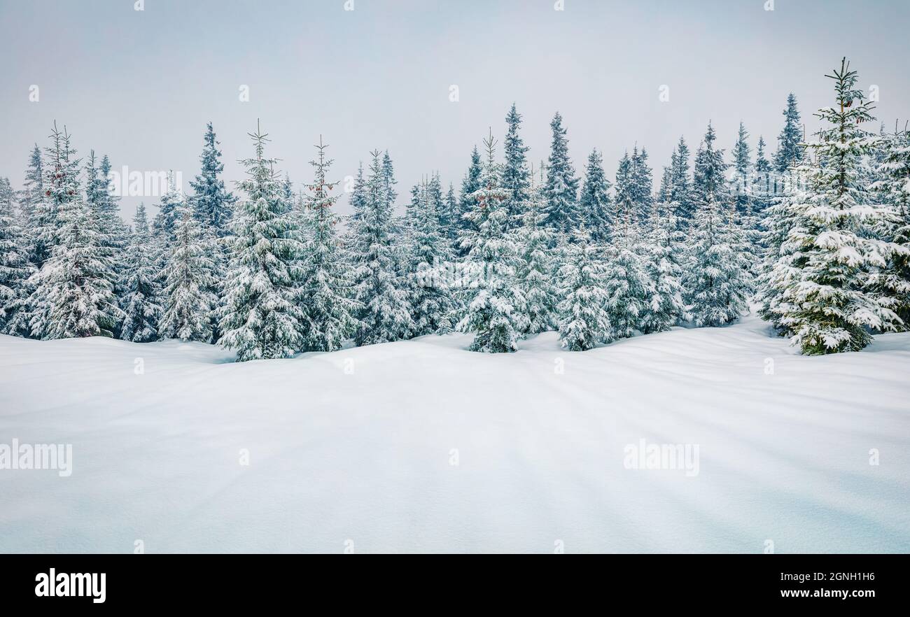 Kalter Wintermorgen in Bergfestung mit schneebedeckten Tannenbäumen. Retro-Szene im Freien der Karpaten. Schönheit der Natur Konzept zurück Stockfoto