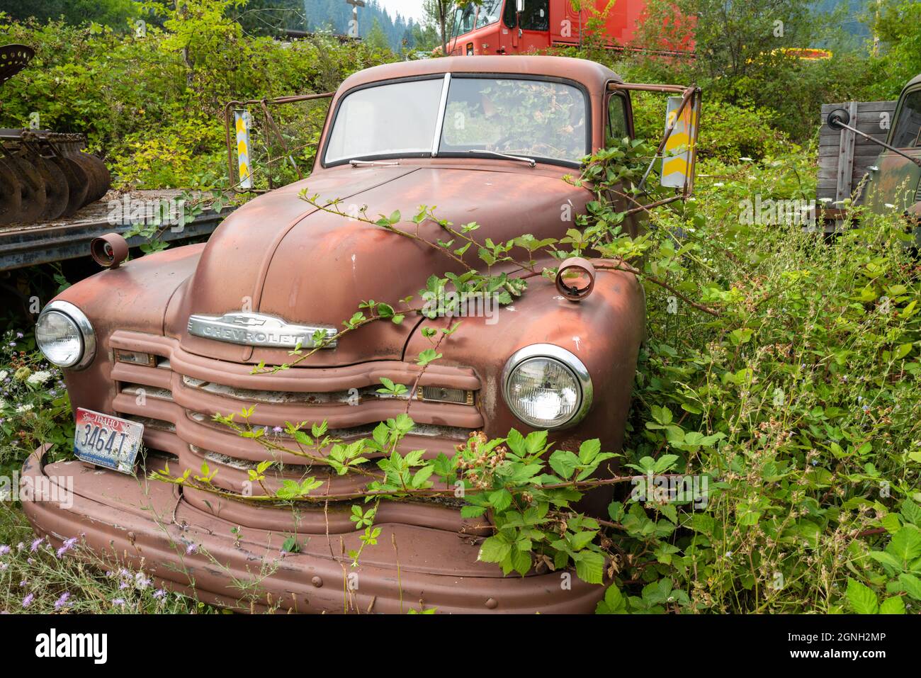 Unkraut wächst über einem antiken Lastwagen in einem Schrottplatz in Idaho, USA Stockfoto