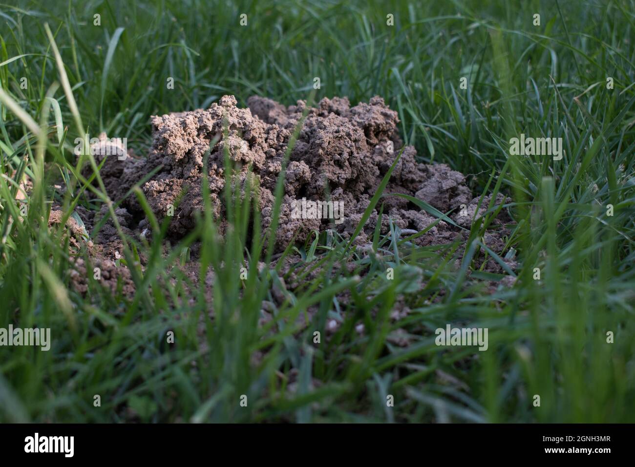 Frische Maulwurfshügel auf einer Gartenwiese. Molehills auf Rasen im Garten. Beschädigter Rasen. Stockfoto